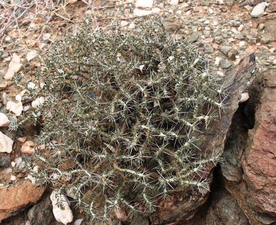 Sarcocaulon flavescens, photographed by Tony Rebelo
