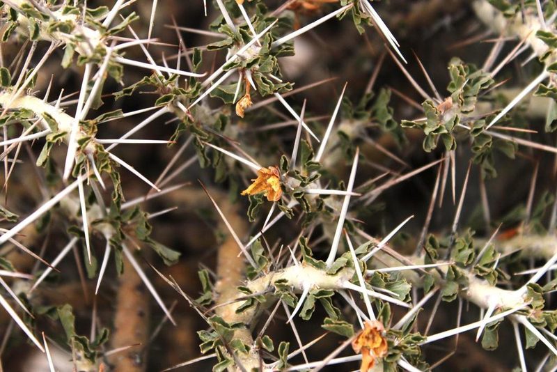 Sarcocaulon flavescens, photographed by Tony Rebelo