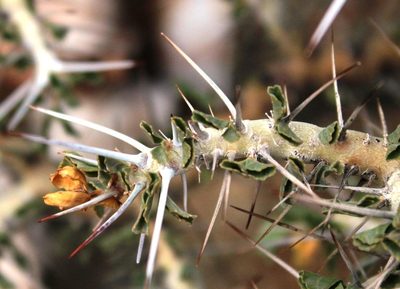 Sarcocaulon flavescens, photographed by Tony Rebelo
