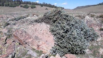 Picea pungens, photographed by rdclark86