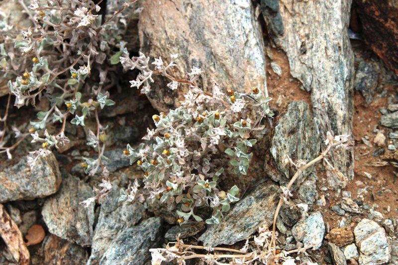 Helichrysum obtusum, photographed by Tony Rebelo