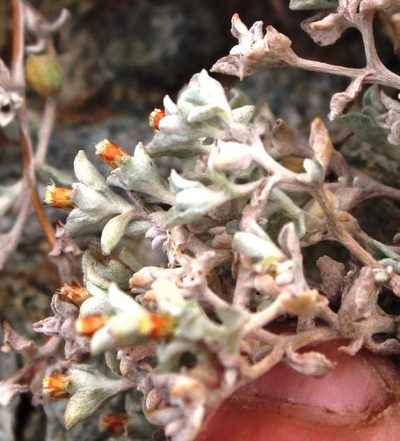 Helichrysum obtusum, photographed by Tony Rebelo