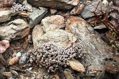 Helichrysum obtusum, photographed by Tony Rebelo