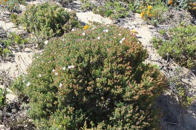 Lampranthus stipulaceus, photographed by Tony Rebelo