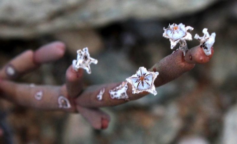 Ruschia abbreviata, photographed by Tony Rebelo