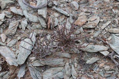Ruschia abbreviata, photographed by Tony Rebelo
