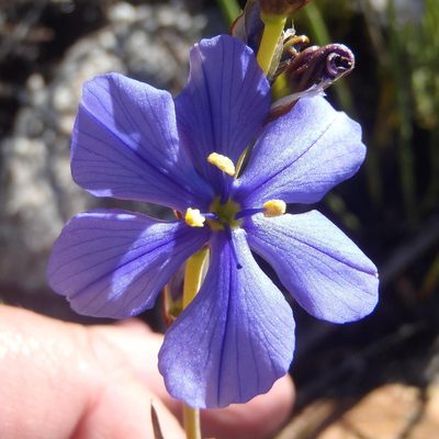 Aristea simplex, photographed by Nicola van Berkel