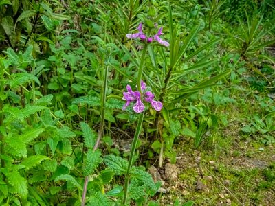 Stachys grandidentata, photographed by Daniel Hermosilla