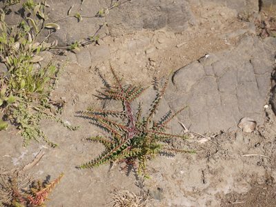 Ammannia baccifera, photographed by Dinesh Valke