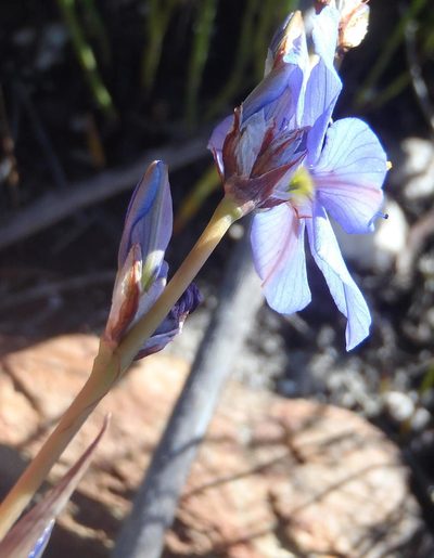 Aristea simplex, photographed by Nicola van Berkel