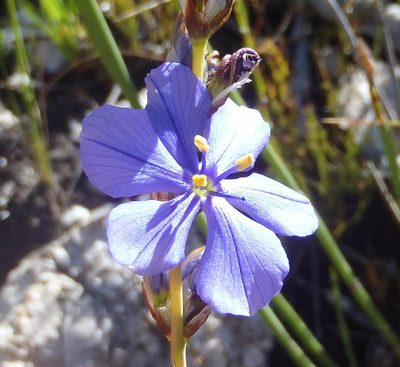 Aristea simplex, photographed by Nicola van Berkel