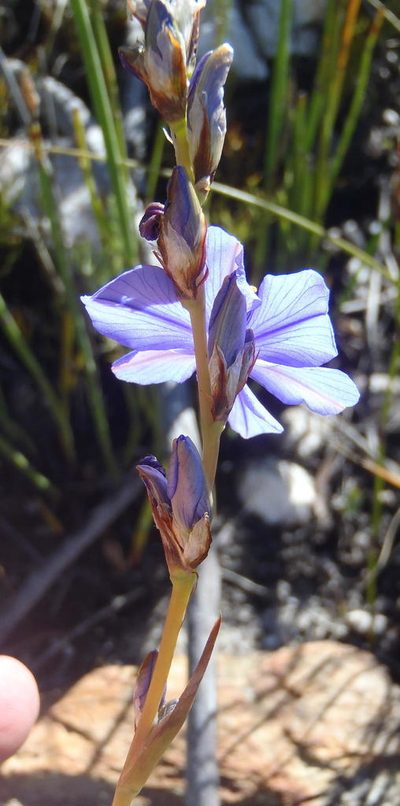 Aristea simplex, photographed by Nicola van Berkel