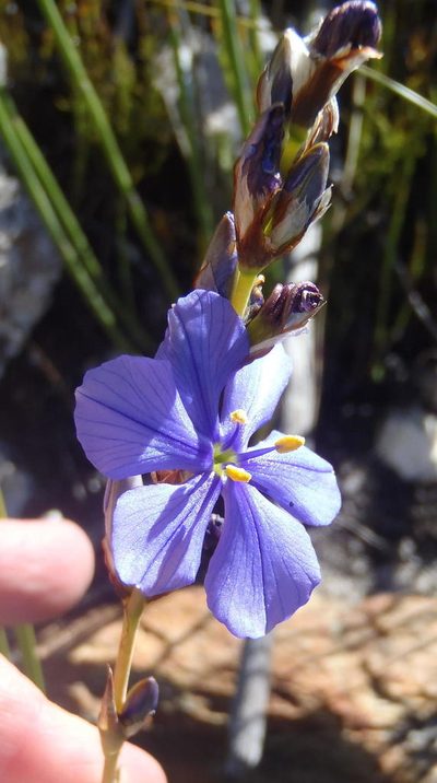 Aristea simplex, photographed by Nicola van Berkel