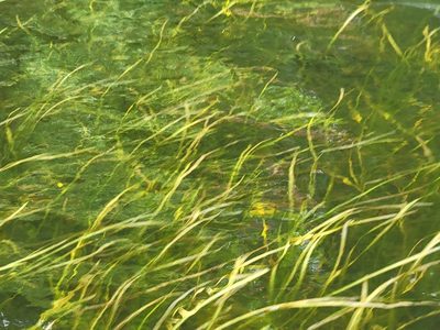 Vallisneria americana, photographed by Jean Sorensen