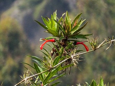 Lobelia excelsa, photographed by Daniel Hermosilla