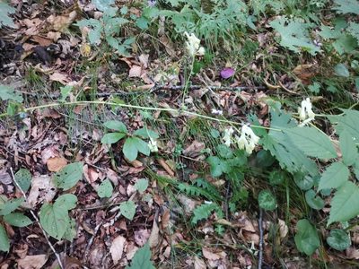 Aconitum lycoctonum, photographed by Ljaž