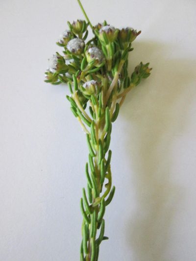Phylica selaginoides, photographed by Caroline Voget
