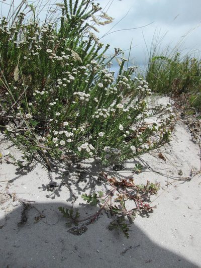 Phylica selaginoides, photographed by Caroline Voget