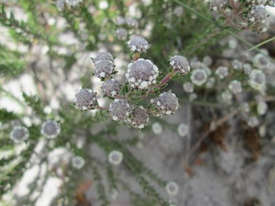 Phylica selaginoides, photographed by Caroline Voget