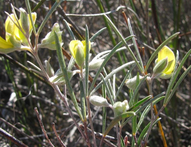 Argyrolobium filifolia, photographed by douglaseustonbrown