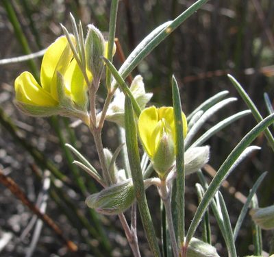 Argyrolobium filifolia, photographed by douglaseustonbrown