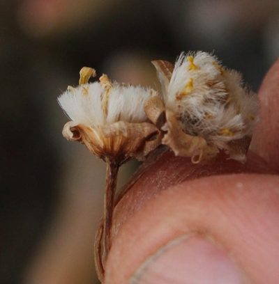Crassothonna opima, photographed by Tony Rebelo