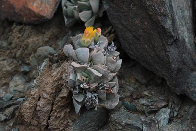 Schwantesia herrei, photographed by Tony Rebelo