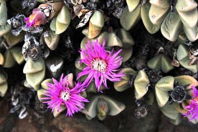 Schlechteranthus hallii, photographed by Tony Rebelo