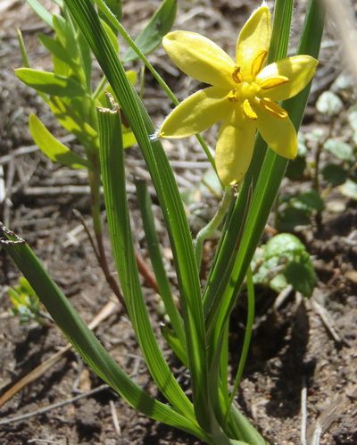 Hypoxis longifolia, photographed by Nicola van Berkel