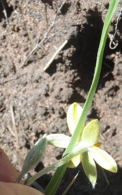 Hypoxis longifolia, photographed by Nicola van Berkel