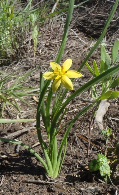 Hypoxis longifolia, photographed by Nicola van Berkel