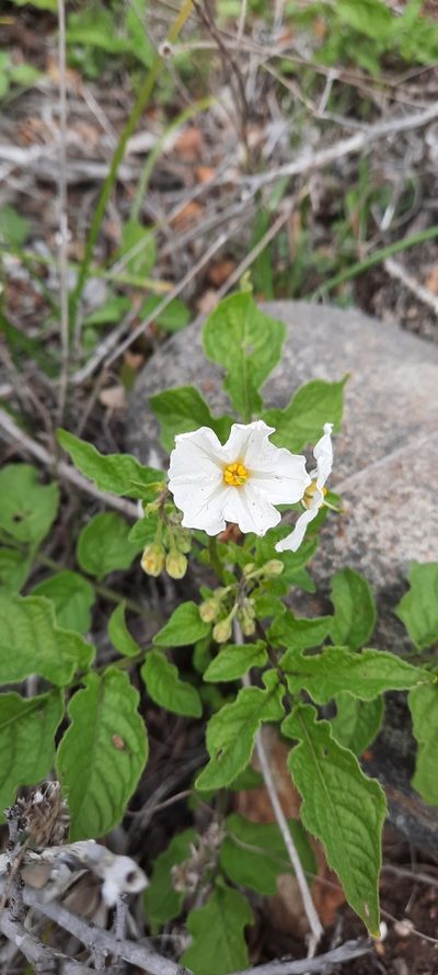 Solanum maglia, photographed by Orlando Fuenzalida