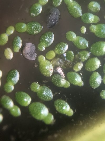Wolffia brasiliensis, photographed by Jared Shorma