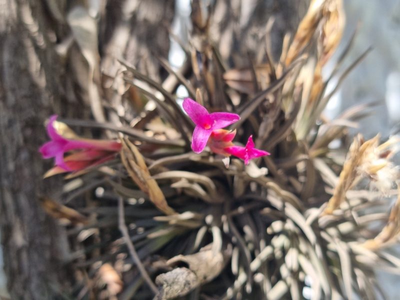 Tillandsia argentina, photographed by Sol Quipildor
