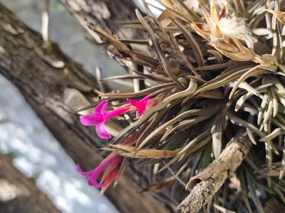 Tillandsia argentina, photographed by Sol Quipildor