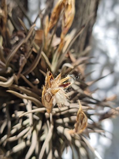 Tillandsia argentina, photographed by Sol Quipildor
