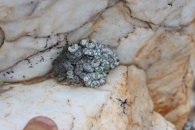 Conophytum stevens-jonesianum, photographed by Tony Rebelo