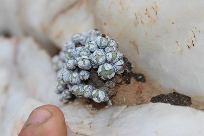 Conophytum stevens-jonesianum, photographed by Tony Rebelo
