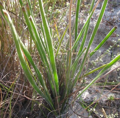 Trachyandra hirsuta, photographed by douglaseustonbrown