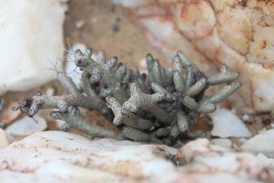 Tylecodon buchholzianus, photographed by Tony Rebelo