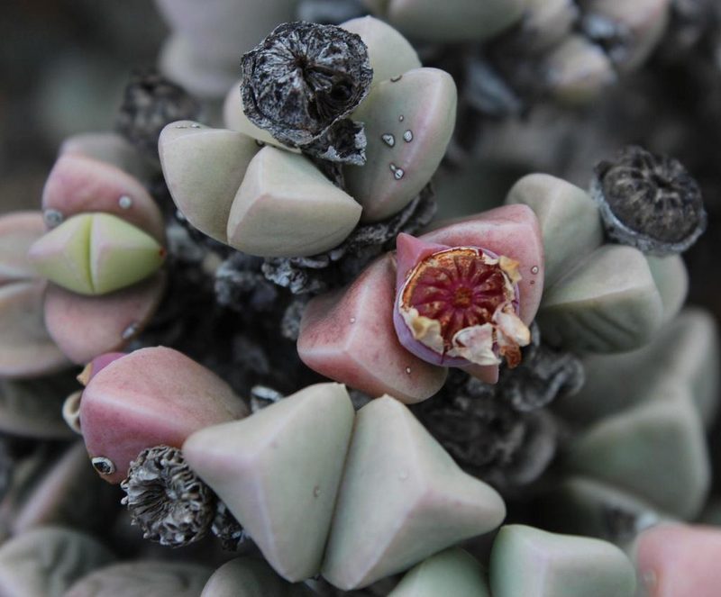 Schlechteranthus hallii, photographed by Tony Rebelo