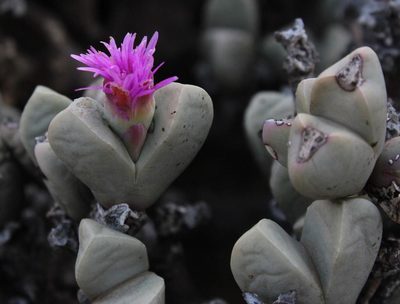 Schlechteranthus hallii, photographed by Tony Rebelo