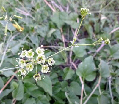 Boerhavia scandens, photographed by Andrew Tree