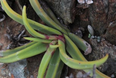 Crassula fusca, photographed by Tony Rebelo