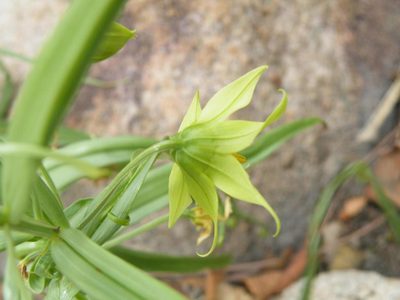 Gloriosa rigidifolia, photographed by Antoinette Eyssell Knox
