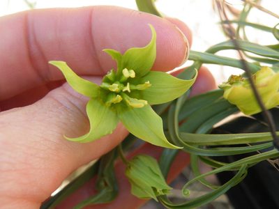 Gloriosa rigidifolia, photographed by Antoinette Eyssell Knox