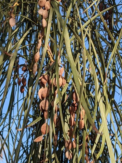 Acacia stenophylla, photographed by Eric Knight