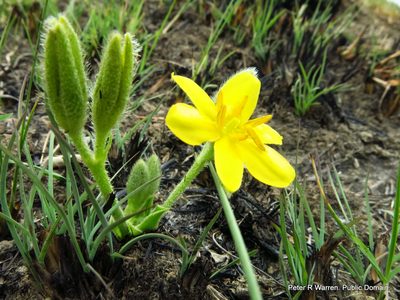 Hypoxis multiceps, photographed by Peter Warren