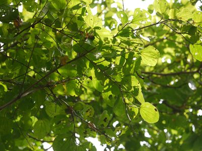Ziziphus xylopyrus, photographed by Dinesh Valke