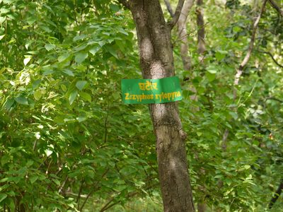 Ziziphus xylopyrus, photographed by Dinesh Valke